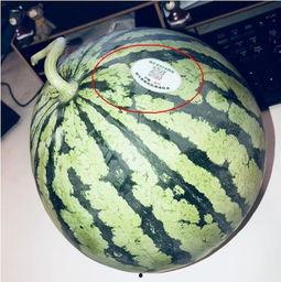 打假网红吃瓜,吃瓜群众如何辨别真伪 第2张 打假网红吃瓜,吃瓜群众如何辨别真伪 第2张