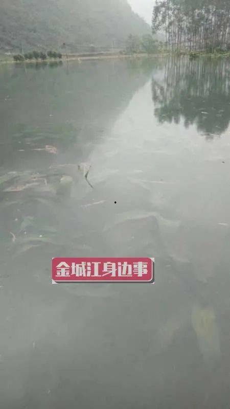 河池市网友爆料案件最新,最新案件细节曝光，真相令人震惊！  第2张